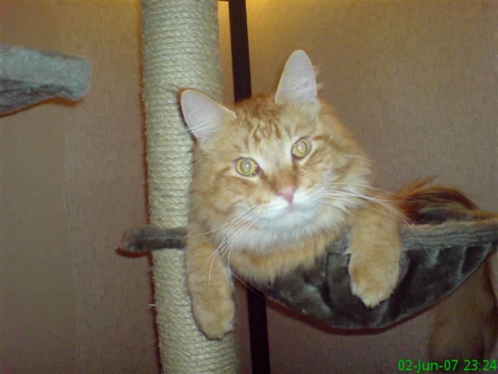 Maine Coon Victor billede 9