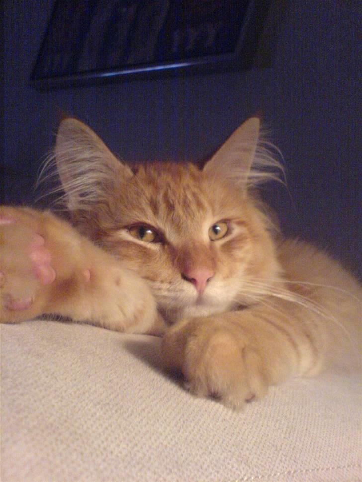 Maine Coon Victor - Er det godt nok det her... billede 10