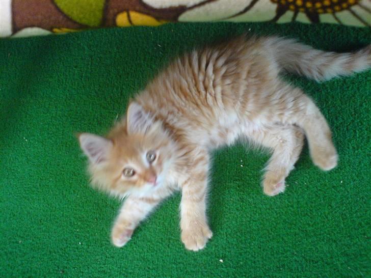 Maine Coon Victor billede 11