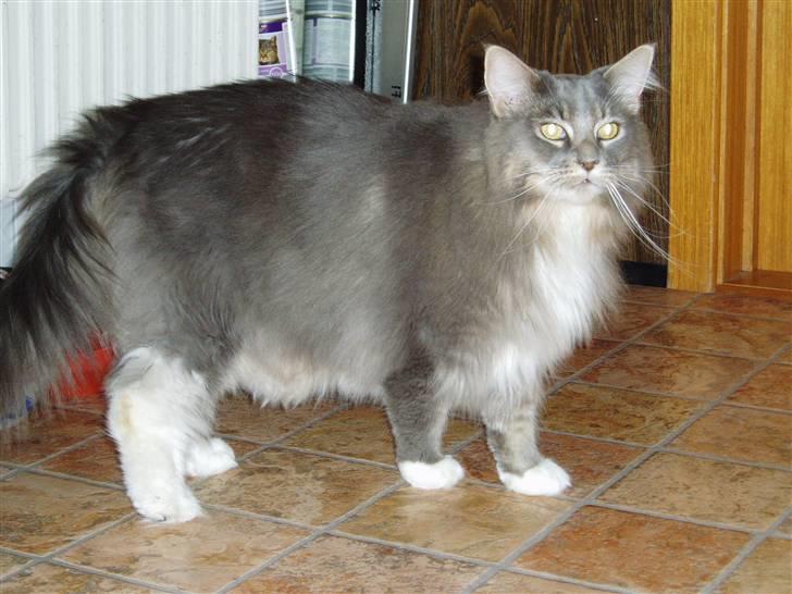 Maine Coon Chrisdahl Dexter   billede 1