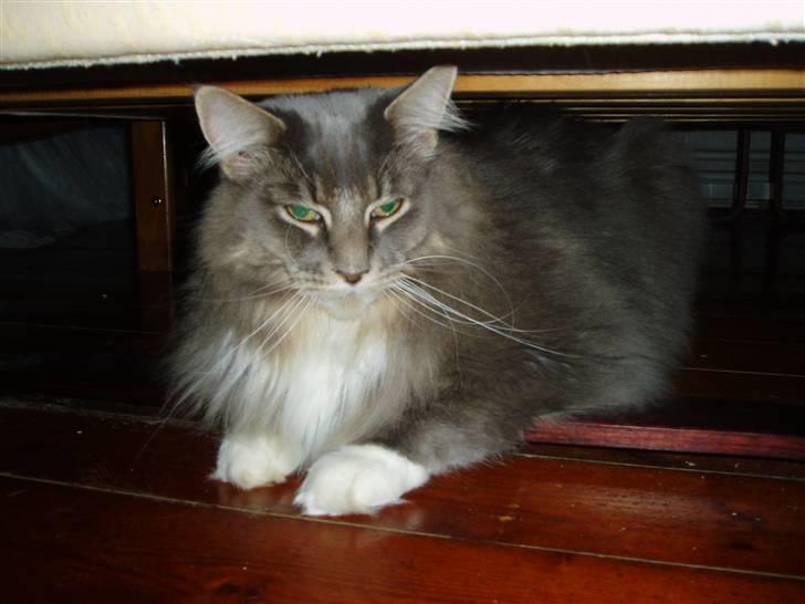 Maine Coon Chrisdahl Dexter   billede 2