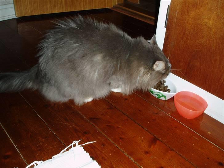 Maine Coon Chrisdahl Dexter   billede 3