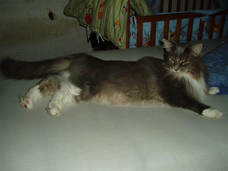 Maine Coon Chrisdahl Dexter   billede 4