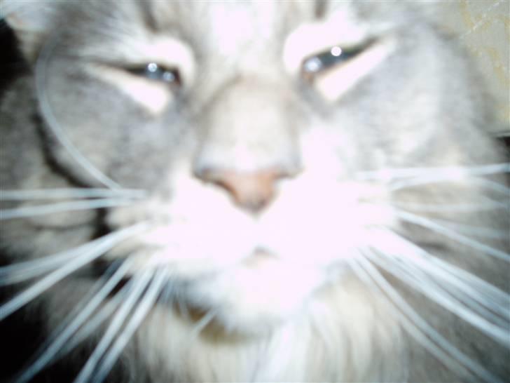 Maine Coon Chrisdahl Dexter   billede 5