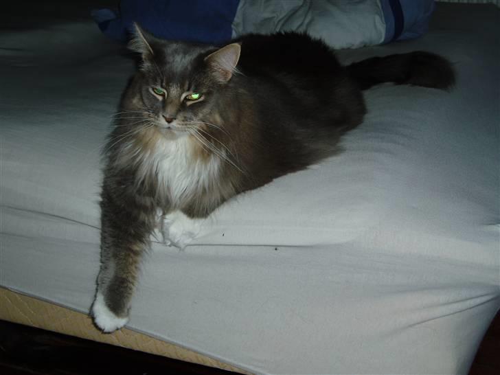 Maine Coon Chrisdahl Dexter   billede 6