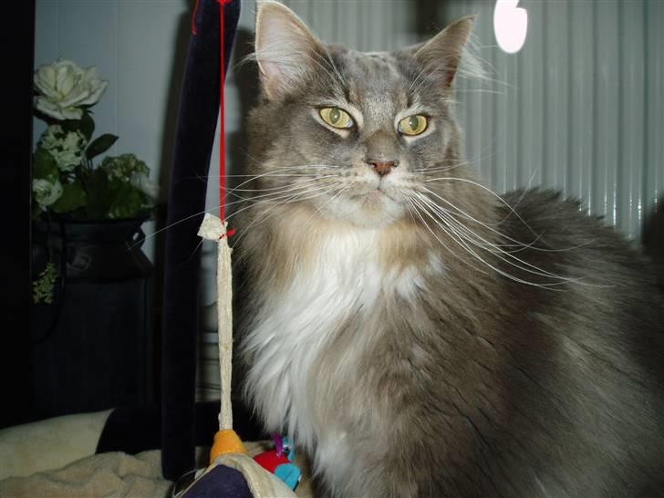 Maine Coon Chrisdahl Dexter   billede 7