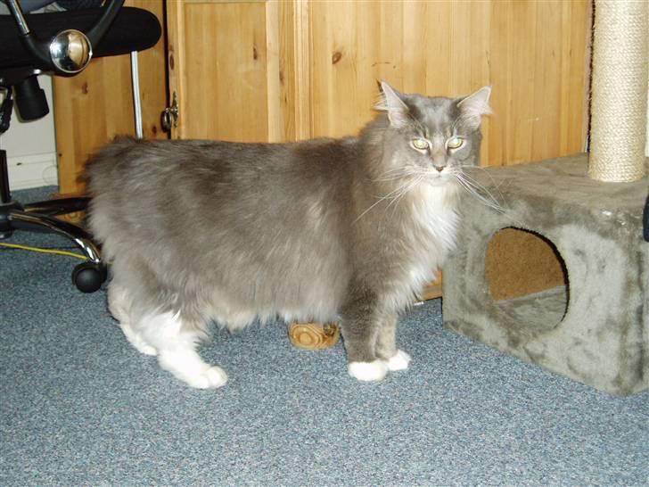 Maine Coon Chrisdahl Dexter   billede 8