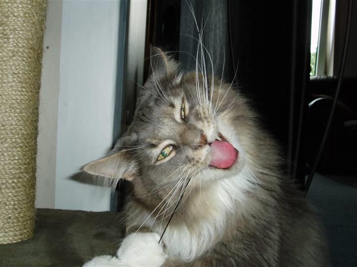 Maine Coon Chrisdahl Dexter   billede 9