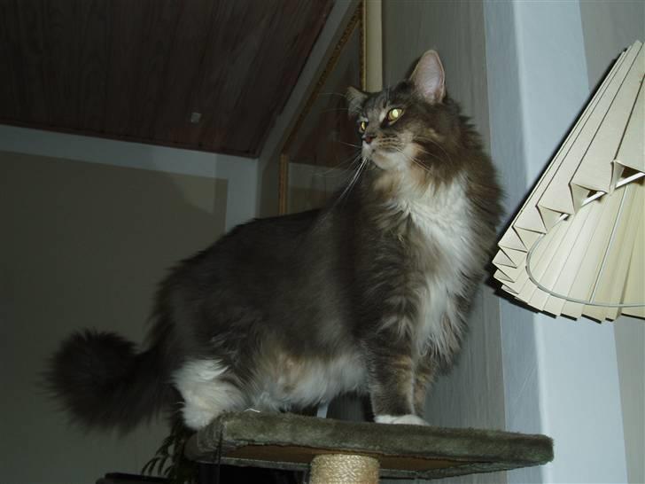 Maine Coon Chrisdahl Dexter   billede 10