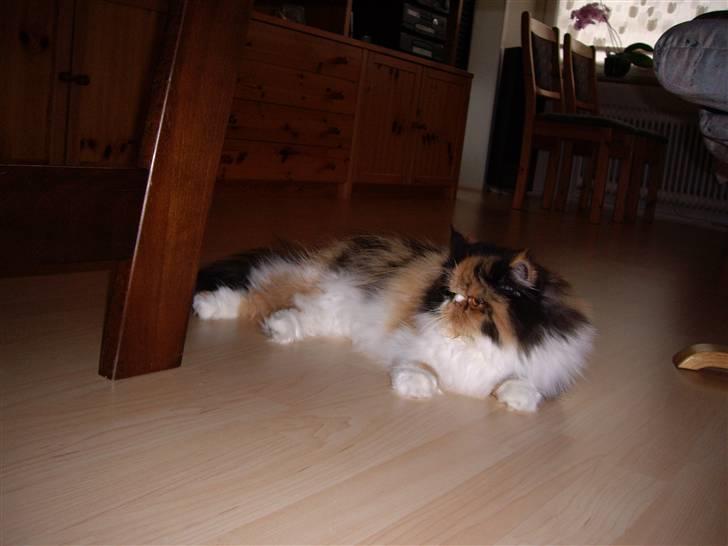 Perser Fiona billede 20