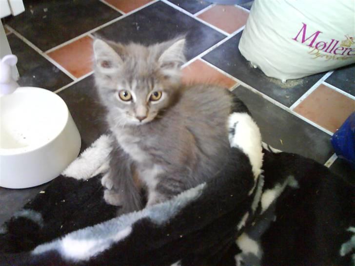 Maine Coon Miss Mini Grå (kaldt Mini - Er jeg ikke bare dejlig :-) billede 1