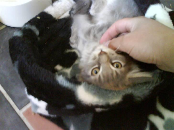 Maine Coon Miss Mini Grå (kaldt Mini - Det her er det bedste billede 2