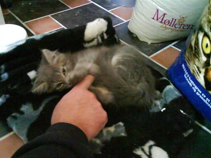 Maine Coon Miss Mini Grå (kaldt Mini - Elsker når farmand leger med mig billede 3