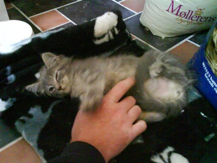 Maine Coon Miss Mini Grå (kaldt Mini - Yeah mere leg billede 4