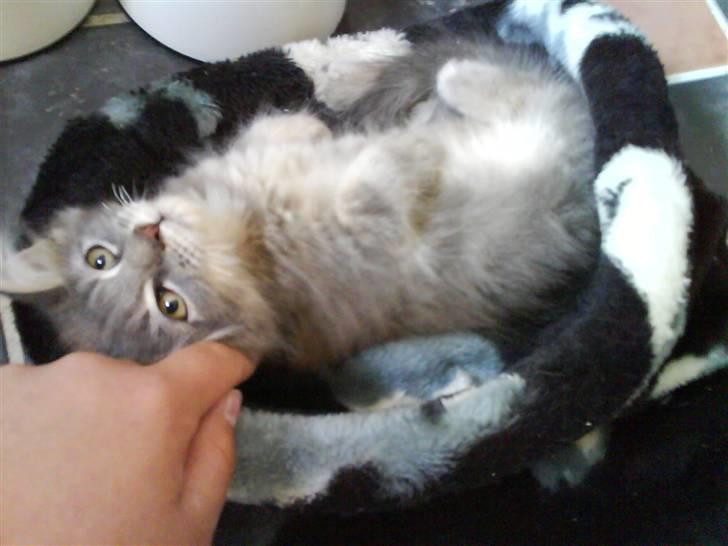 Maine Coon Miss Mini Grå (kaldt Mini - Åhh ja nus mig ved øret mor.. du ved jeg kan lide det :-) billede 5