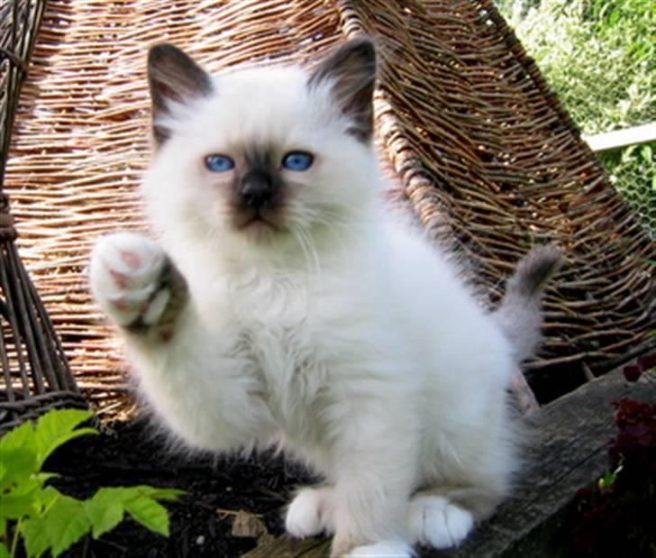 Hellig Birma Chicabee's Calypso  - Chicabee´s Calypso 8 uger gammel billede 12