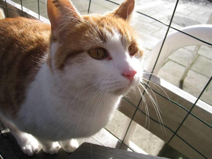 Blanding af racer Anthony - R.I.P - Her Fesen, uden D XD billede 17