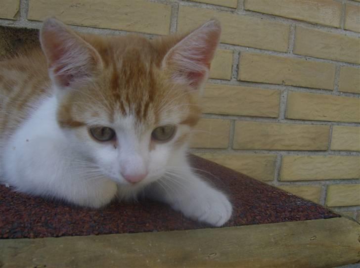 Blanding af racer Anthony - R.I.P - 10 uger & 5 dage billede 18