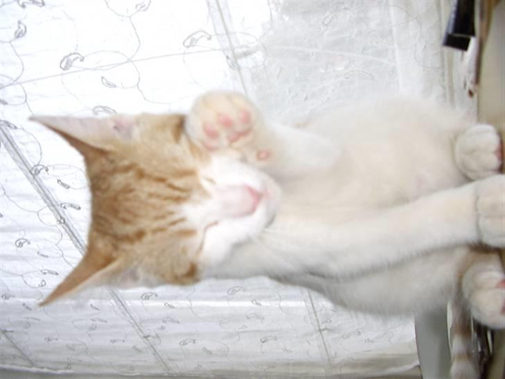 Blanding af racer Anthony - R.I.P - "En prins må holde sig ren":) billede 19