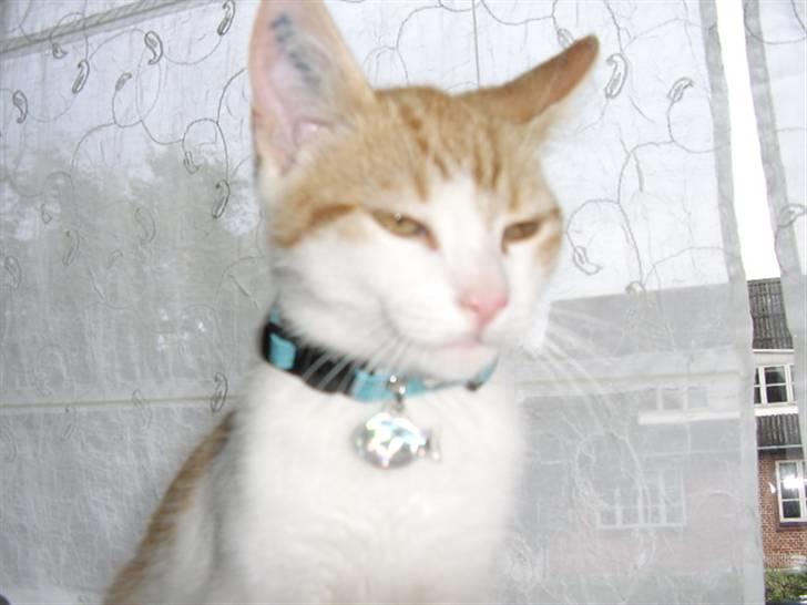 Blanding af racer Anthony - R.I.P - "er jeg ikk for lækker" billede 20