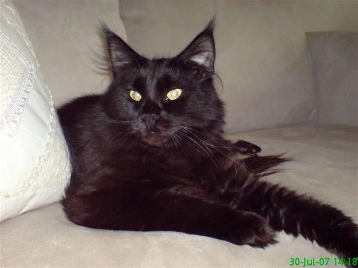 Maine Coon Chilli - Her poserer hun lidt.... billede 9