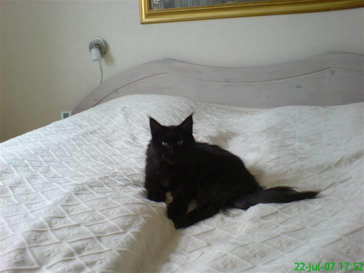 Maine Coon Chilli billede 10