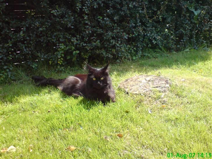 Maine Coon Chilli - Chilli i haven... billede 11