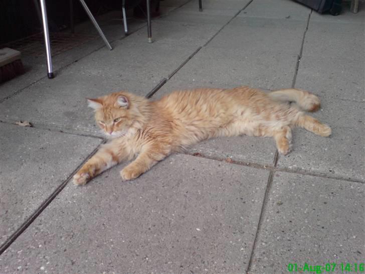 Maine Coon Victor - Victor på terrassen... billede 12