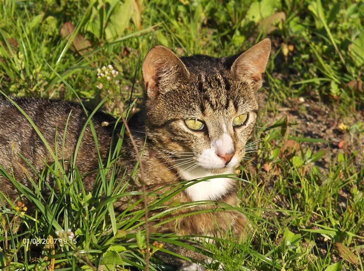 Blanding af racer Toast - Velkommen til Toast´s profil :) billede 1