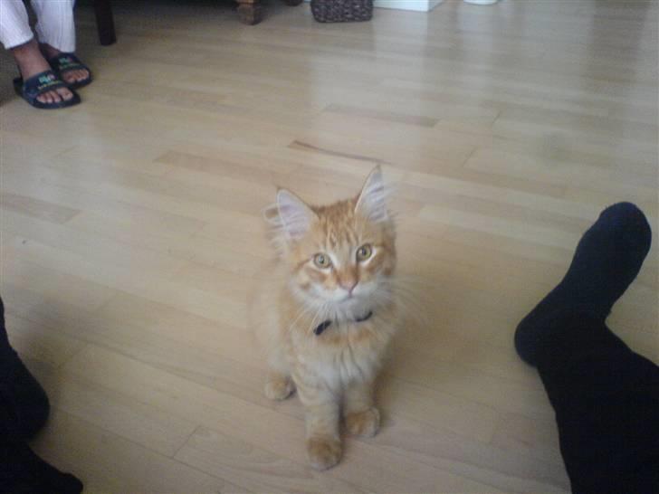 Maine Coon Victor billede 13