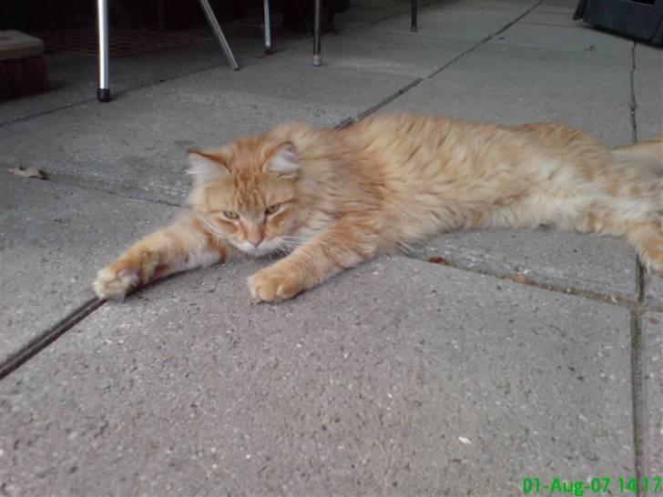 Maine Coon Victor - Victor på terrassen... billede 14