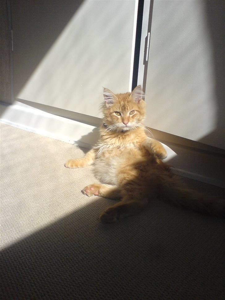 Maine Coon Victor - Skal jeg poserer lidt for dig mor... Dette billede var med i min kat bladet.... billede 15