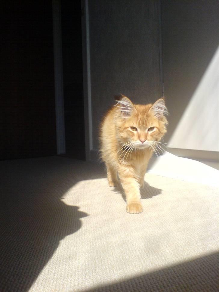 Maine Coon Victor - Her kommer den farlige tiger... billede 16