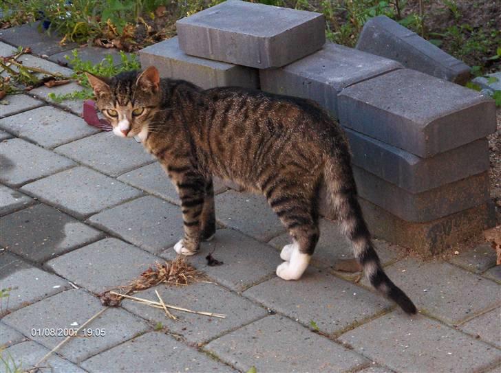 Blanding af racer Toast - Min lille dreng <3 billede 2