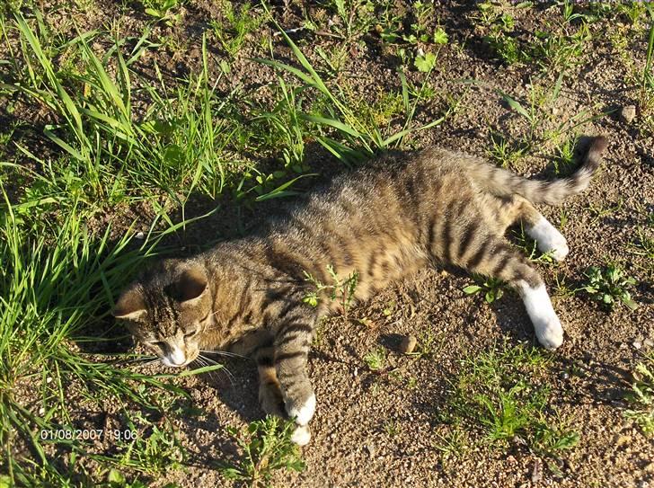 Blanding af racer Toast - Det er dejligt at slappe af.. billede 3
