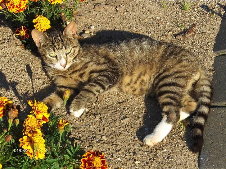 Blanding af racer Toast - Blomster klær ham :p billede 4
