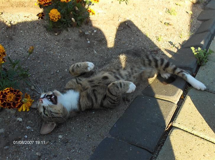 Blanding af racer Toast - Har ingen idé om hvad han laver dér!!! :O billede 5