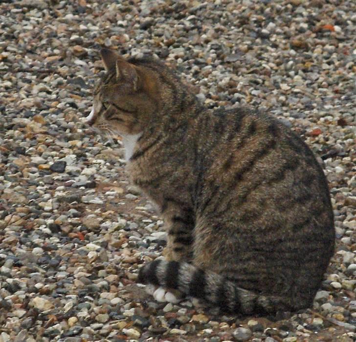 Blanding af racer Toast - Lækre Toast :o) 20.01.08 billede 6