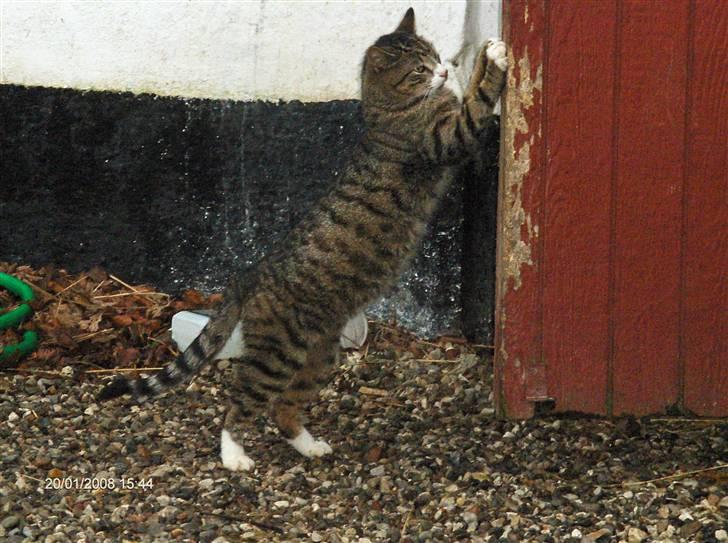 Blanding af racer Toast - Lange smukke Toast <33 20.02.08 billede 7