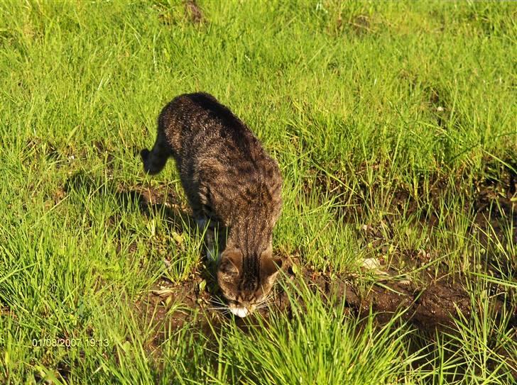 Blanding af racer Toast billede 8