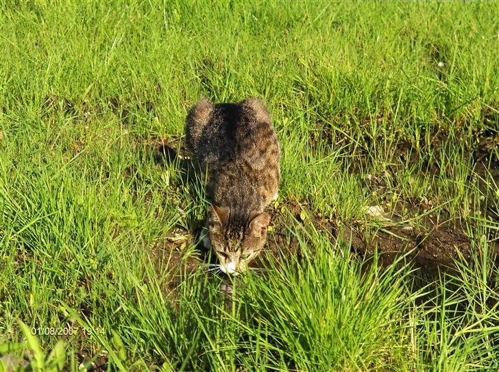 Blanding af racer Toast billede 9