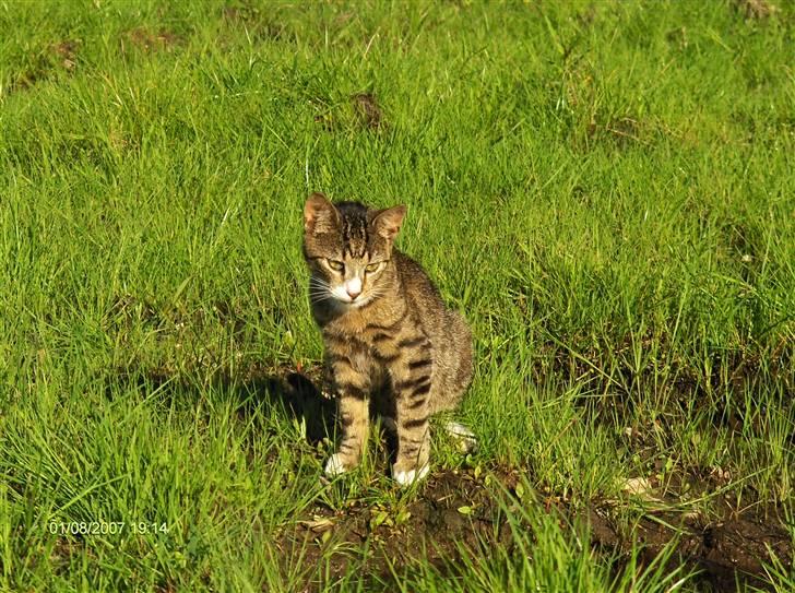 Blanding af racer Toast billede 10