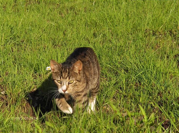 Blanding af racer Toast billede 11