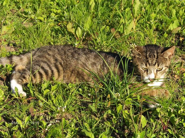 Blanding af racer Toast billede 12