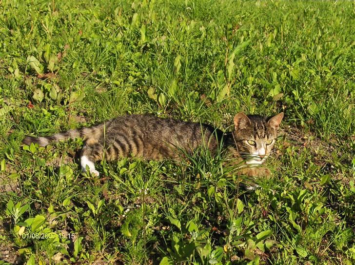 Blanding af racer Toast billede 13