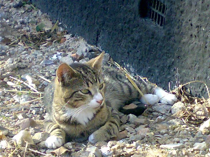 Blanding af racer Toast billede 14