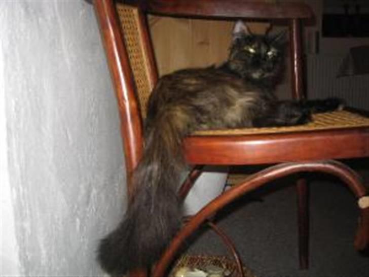 Blanding af racer Domino - min mor...  hun er smuk...  smiler billede 12