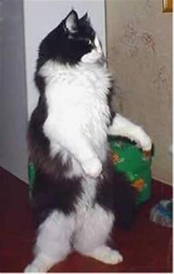 Blanding af racer Domino - det er min far, jeg er et udtrykt billede af ham, undtaget størrelsen.. he he billede 13