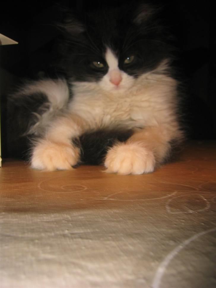 Blanding af racer Domino - jeg var jo så lille dengang...      aaaaahhhhh det lææænge siden billede 14