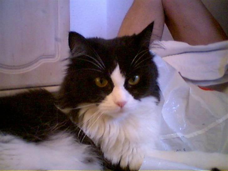 Blanding af racer Domino - alvorlig og smuk billede 15